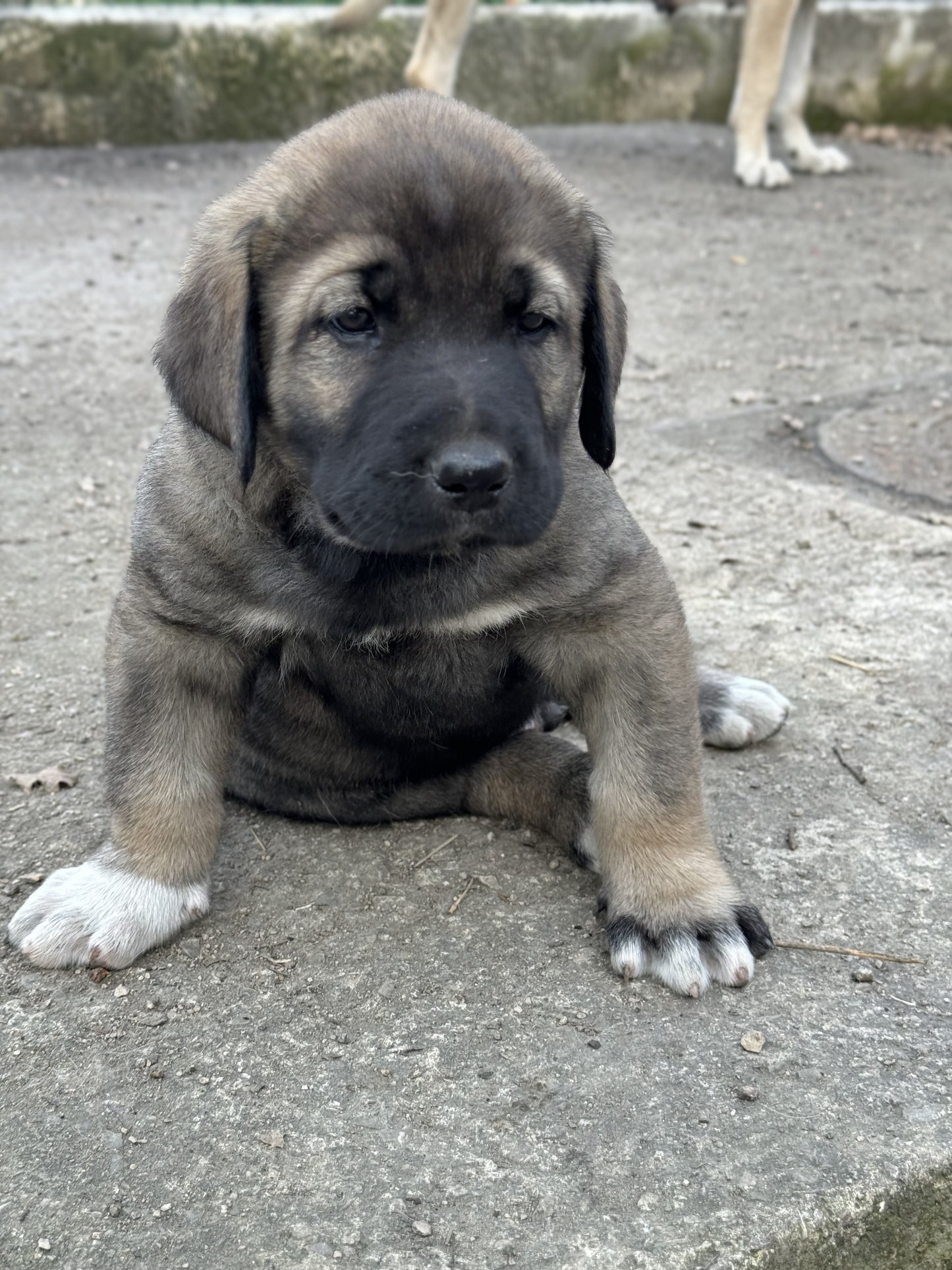 CHIOT GAMPR - MALE - TAYZON
