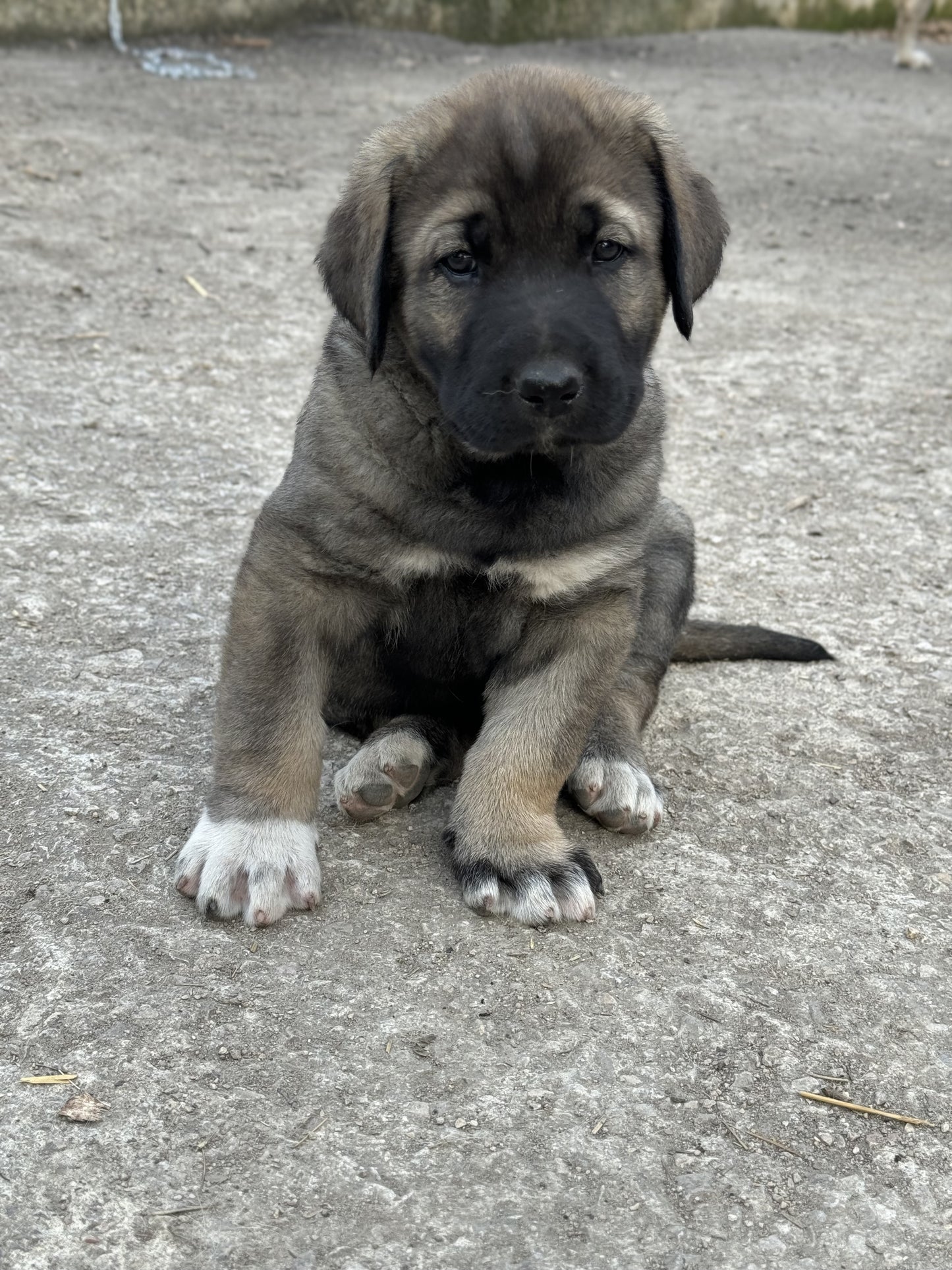 CHIOT GAMPR - MALE - TAYZON
