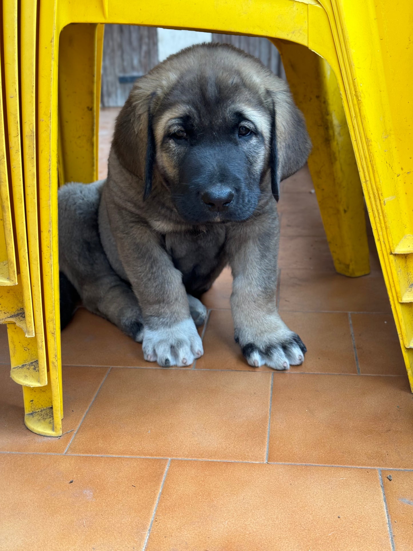 CHIOT GAMPR - MALE - TAYZON